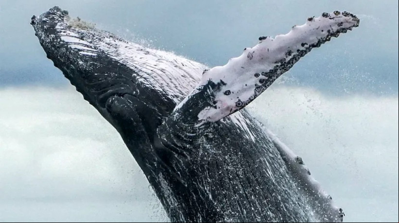 Cientistas do projeto WhaleSETI analisam sinais de interaÃ§Ã£o entre jubartes e humanos, sugerindo tentativa de comunicaÃ§Ã£o simbÃ³lica 